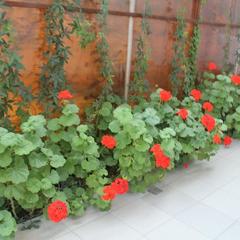 Отель Esse House, Адлер, Краснодарский край