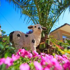 Гостевой дом Марго на Луговой, Адлер, Краснодарский край