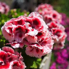 Гостевой дом Марго на Луговой, Адлер, Краснодарский край