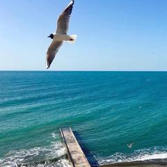 Отель Фестиваль, Сочи, Краснодарский край