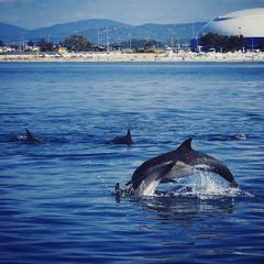 Отель Фестиваль, Сочи, Краснодарский край