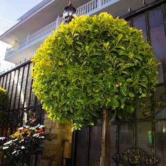 Отель Sunset Hill, Адлер, Краснодарский край