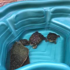 Отель Palm Resort, Адлер, Краснодарский край