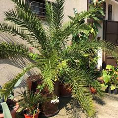 Отель Грифон, Адлер, Краснодарский край