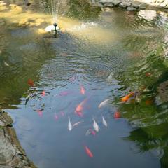 Гостевой дом Золотая НиВа, Адлер, Краснодарский край