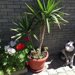 Гостевой дом У Черного моря, Адлер, Краснодарский край