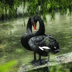 База отдыха Ачигварское озеро, Адлер, Краснодарский край