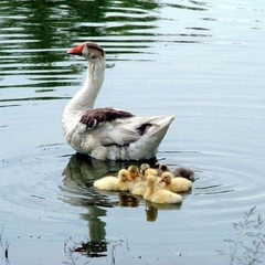 База отдыха Ачигварское озеро, Адлер, Краснодарский край