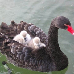 База отдыха Ачигварское озеро, Адлер, Краснодарский край