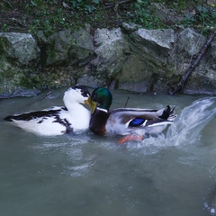 База отдыха Ачигварское озеро, Адлер, Краснодарский край