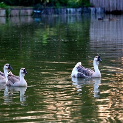 База отдыха Ачигварское озеро, Адлер, Краснодарский край