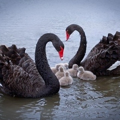 База отдыха Ачигварское озеро, Адлер, Краснодарский край