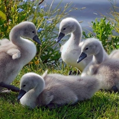 База отдыха Ачигварское озеро, Адлер, Краснодарский край