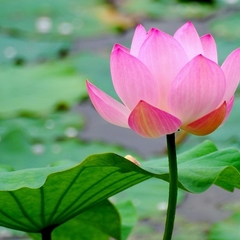 База отдыха Ачигварское озеро, Адлер, Краснодарский край