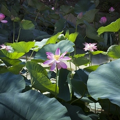 База отдыха Ачигварское озеро, Адлер, Краснодарский край