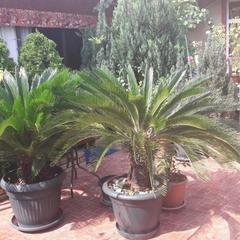 Гостевой дом АдлерОК, Адлер, Краснодарский край