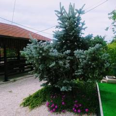 Гостевой дом Art Home, Адлер, Краснодарский край