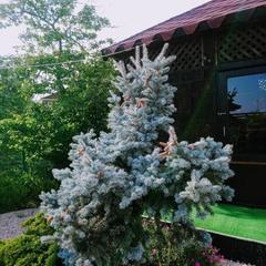 Гостевой дом Art Home, Адлер, Краснодарский край