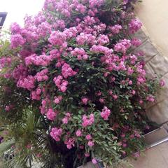 Гостевой дом Маринка, Адлер, Краснодарский край