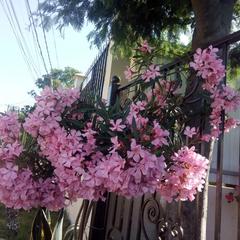 Гостевой дом Маринка, Адлер, Краснодарский край