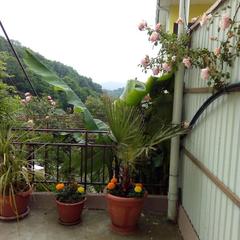 Гостевой дом Маринка, Адлер, Краснодарский край