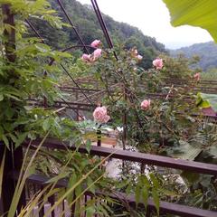 Гостевой дом Маринка, Адлер, Краснодарский край