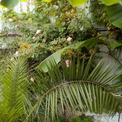 Гостевой дом Маринка, Адлер, Краснодарский край