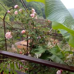 Гостевой дом Маринка, Адлер, Краснодарский край