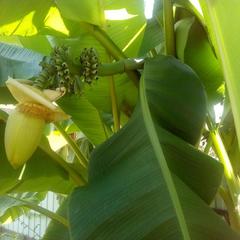 Гостевой дом Маринка, Адлер, Краснодарский край