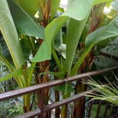 Гостевой дом Маринка, Адлер, Краснодарский край