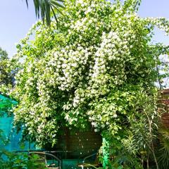 Гостевой дом Роза на Таврической, Адлер, Краснодарский край