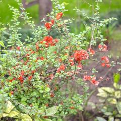 Гостевой дом Лавра, Адлер, Краснодарский край