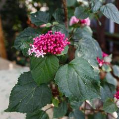 Мини-отель Сочи Олимпийский парк, Адлер, Краснодарский край