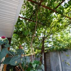 Мини-отель Сочи Олимпийский парк, Адлер, Краснодарский край