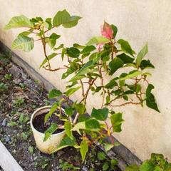 Мини-отель Сочи Олимпийский парк, Адлер, Краснодарский край