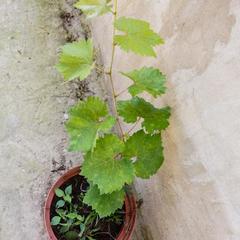 Мини-отель Сочи Олимпийский парк, Адлер, Краснодарский край