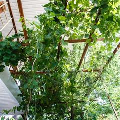 Мини-отель Сочи Олимпийский парк, Адлер, Краснодарский край