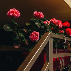 Гостевой дом ВВ, Адлер, Краснодарский край