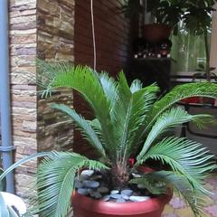 Гостевой дом Дом у моря, Адлер, Краснодарский край