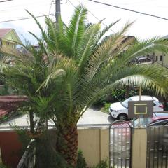 Гостевой дом у Олимпийского парка, Адлер, Краснодарский край