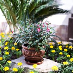 Гостевой дом Сапфир, Адлер, Краснодарский край