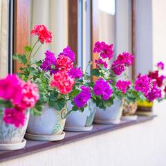 Гостевой дом Сапфир, Адлер, Краснодарский край