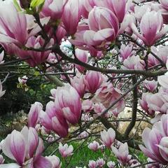 Гостевой дом Adler Olympic, Адлер, Краснодарский край