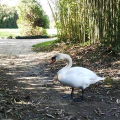 Гостевой дом Adler Olympic, Адлер, Краснодарский край