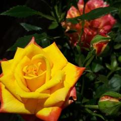 Гостевой дом Adler Olympic, Адлер, Краснодарский край