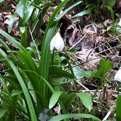 Гостевой дом Adler Olympic, Адлер, Краснодарский край