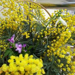 Гостевой дом Adler Olympic, Адлер, Краснодарский край