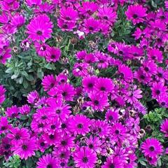 Гостевой дом Adler Olympic, Адлер, Краснодарский край