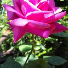 Гостевой дом Adler Olympic, Адлер, Краснодарский край