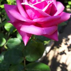 Гостевой дом Adler Olympic, Адлер, Краснодарский край